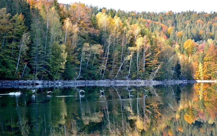 Lacul Câmpul lui Neag. Foto: Savu Emil Milică
