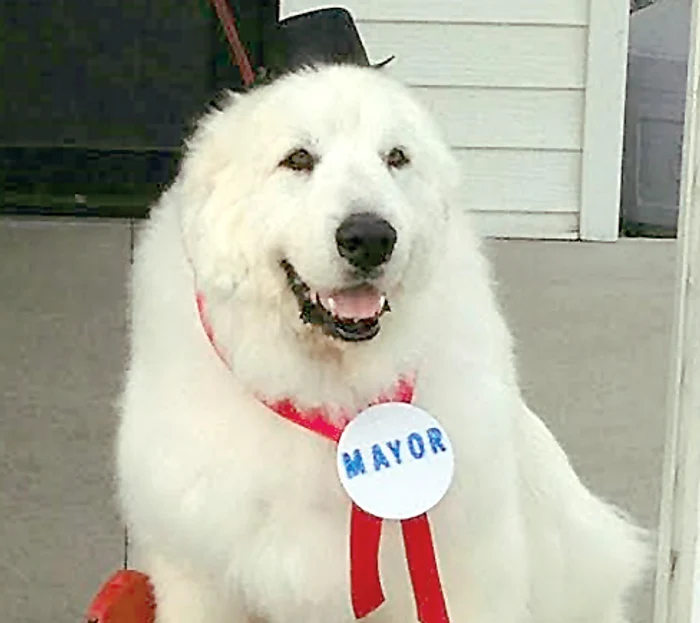 Labradorul Duke, cel  mai docil primar 