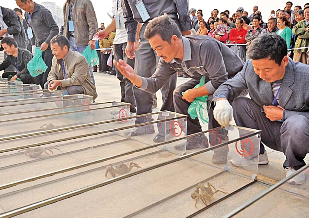 Întrecerea crabilor, o competiţie tradiţională şi extrem de populară din Jiangsu, are loc la începutul lui octombrie