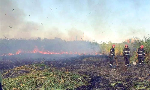 Pompierii s au luptat patru zile  cu incendiile izbucnite  în Delta Văcăreşti jpeg