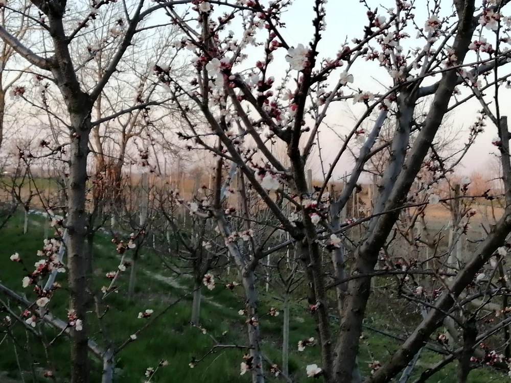 Pomii frunctiferi au înflorit, dar vremea rece îi afectează FOTO: Ştefan Borcea