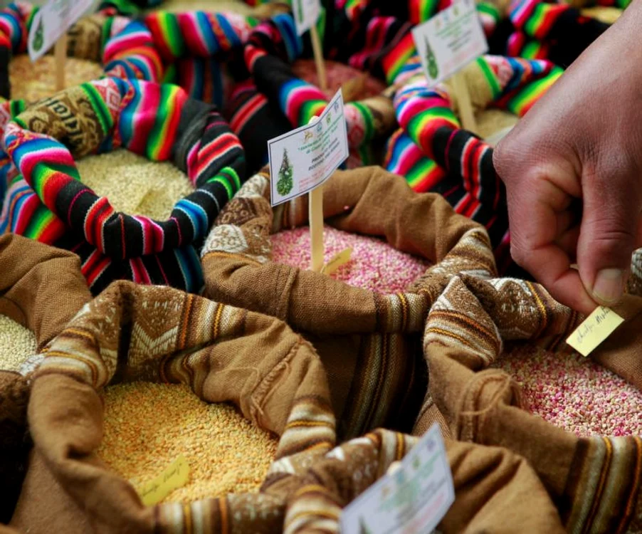 Alimentul Quinoa are calităţi nutritive excepţionale. (Foto: Reuters)