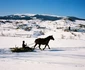 rogojel zi de iarna foto lucian muntean 010 JPG