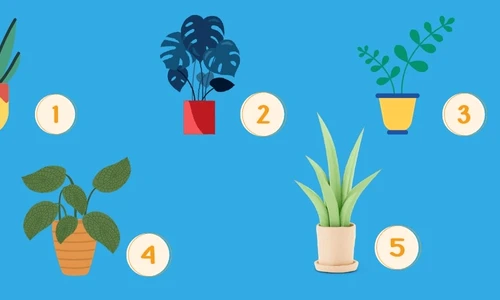 plante si personalitatea ta jpg