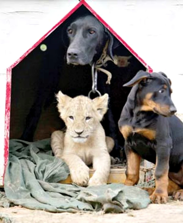 Nimic nu se compară  cu siguranţa pe care  o simte un pui atunci  când e lângă mama lui (Fotografii: Photoland / Wenn / Reuters)