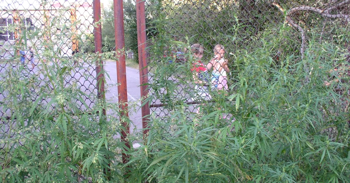 Copiii se joacă în curtea şcolii lângă tufele de canabis Foto: M. Mototolea