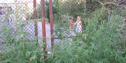 Copiii se joacă în curtea şcolii lângă tufele de canabis Foto: M. Mototolea