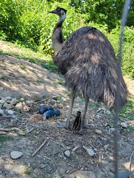 Emu 7 jpg