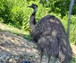 Emu 7 jpg