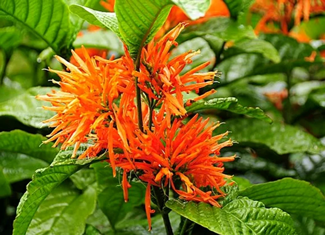 Planta provine de pe continentul American