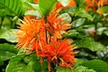 planta medicinala1 jpg