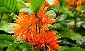 planta medicinala1 jpg