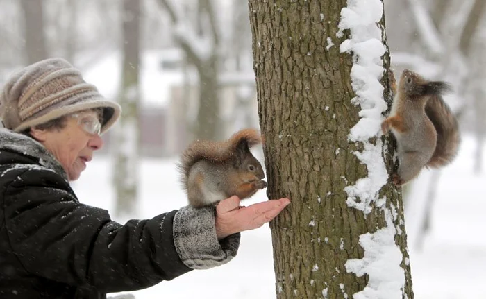 Veveriţele înfruntă curajoase iarna la Minsk. (Foto: Reuters)