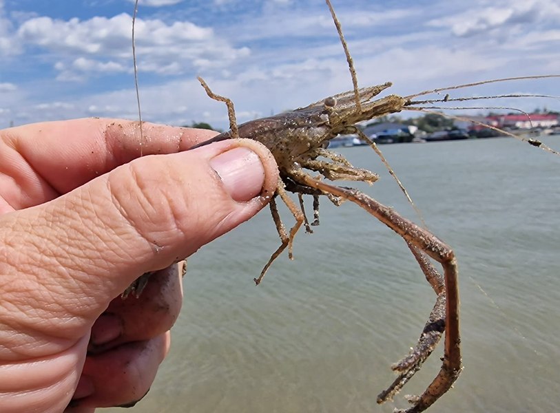 Cum au ajuns creveții asiatici în Dunăre, la Galați. Experții susțin că sunt o „delicatesă”: „Putem proteja natura dacă îi tragem la tigaie, cu puțin usturoi”