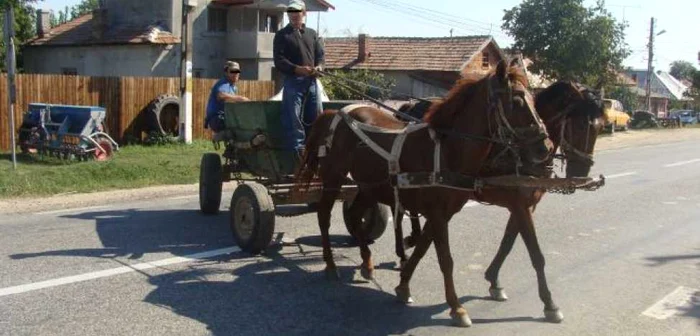 Doi hoţi au furat luna trecută, dintr-o gospodărie din Gârcei, caii cu căruţă cu tot FOTO Arhivă