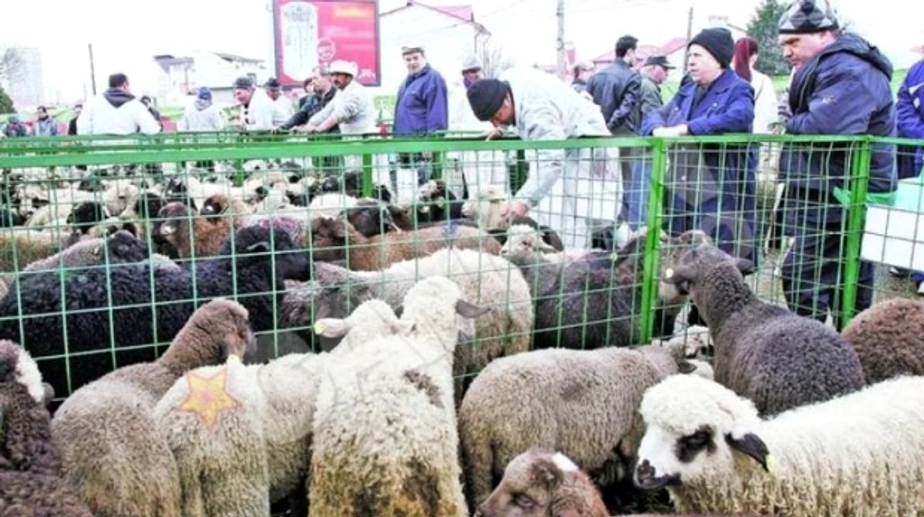 
    În fiecare an târgul de miei din sectorul 4 este singurul din Capitală acceptat de ANSVSA  