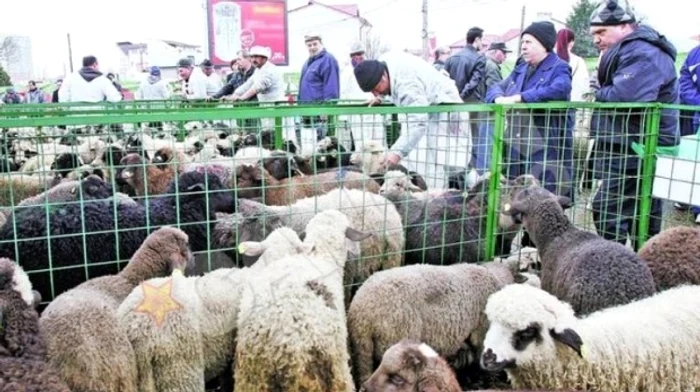
    În fiecare an târgul de miei din sectorul 4 este singurul din Capitală acceptat de ANSVSA  