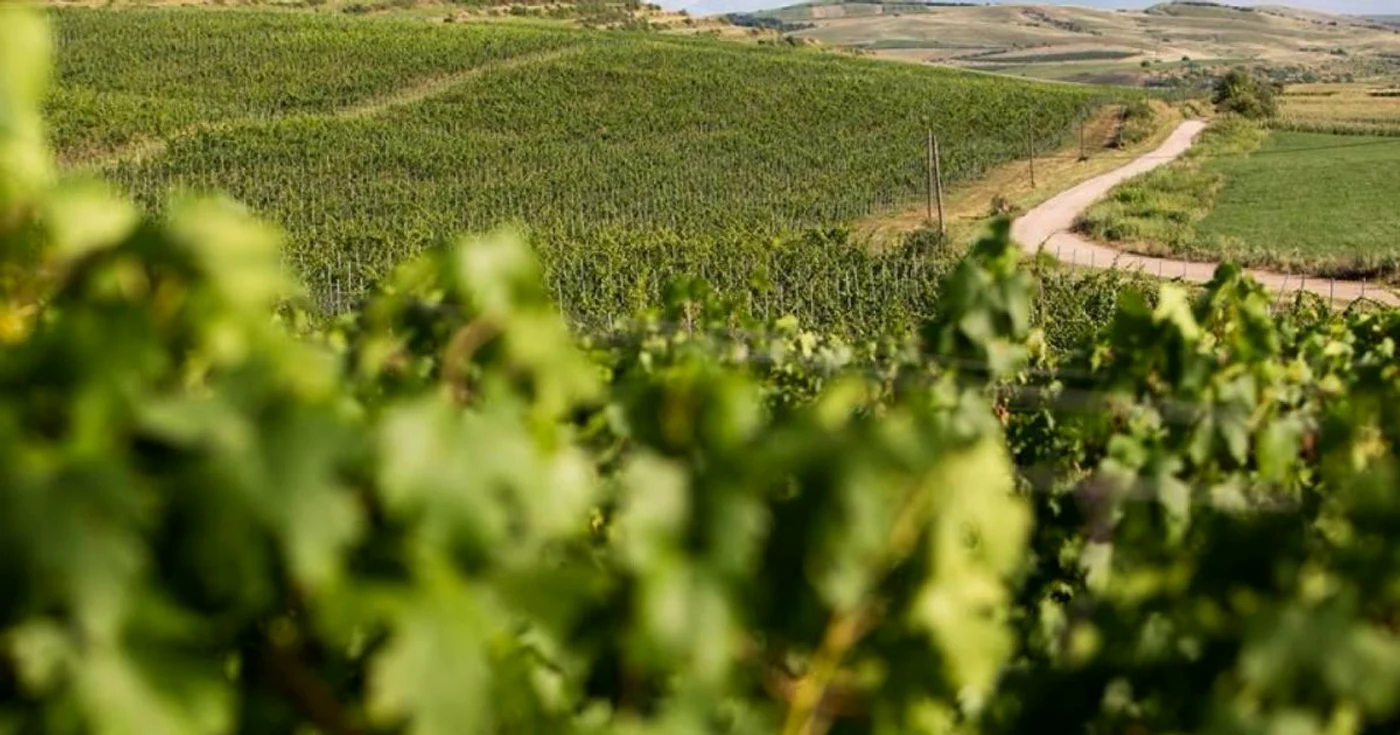 Domeniile Boieru deţin peste 200 de hectare de viţă de vie