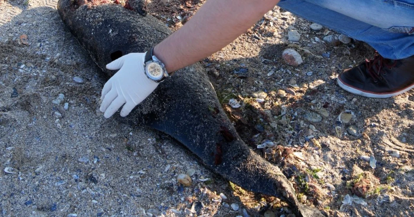 Delfin eşuat pe plaja de la Costineşti Foto Mare Nostrum