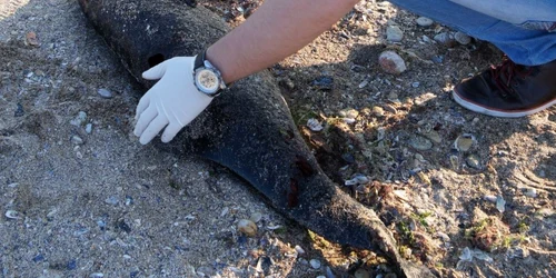 Delfin eşuat pe plaja de la Costineşti Foto Mare Nostrum