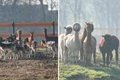 in parcul romanescu din craiova a fost inaugurata valea ciutelor zona dedicata caprioarelor si alpaca vizitatorii pot hrani animalele 1032864 webp
