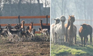 in parcul romanescu din craiova a fost inaugurata valea ciutelor zona dedicata caprioarelor si alpaca vizitatorii pot hrani animalele 1032864 webp