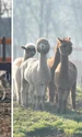 in parcul romanescu din craiova a fost inaugurata valea ciutelor zona dedicata caprioarelor si alpaca vizitatorii pot hrani animalele 1032864 webp
