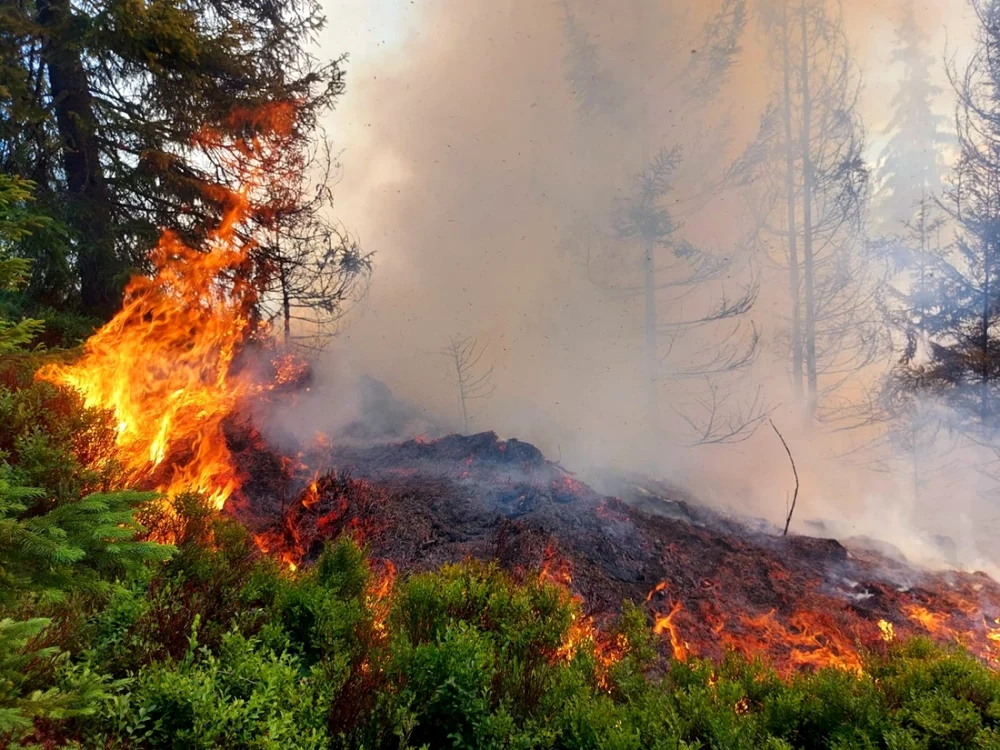 Ultimul incendiu ar fi fost provocat inteţionat sau accidental Foto: Parcul Natural Apuseni