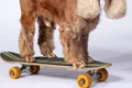 coda caine skateboard guinness world records jpg