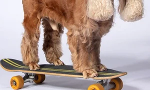 coda caine skateboard guinness world records jpg