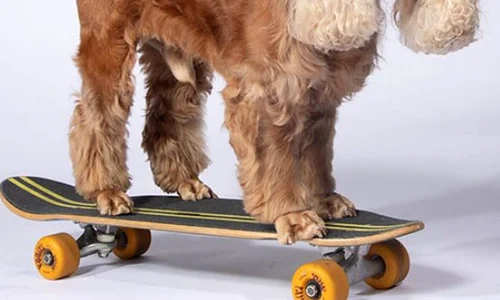 coda caine skateboard guinness world records jpg