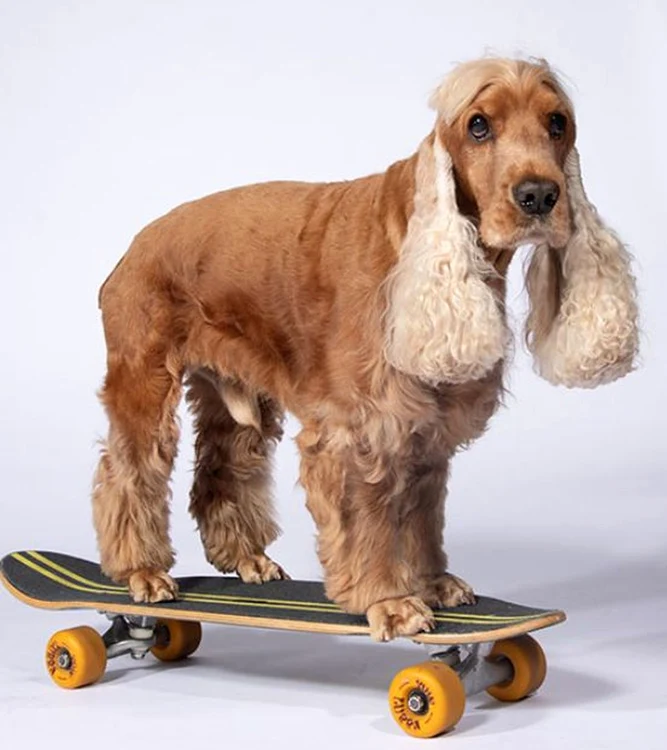 Lui Coda îi place să se dea pe placa de skateboard (Foto: Guinness World Records)