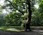 parcul dendrologic din simeria foto daniel guta adevarul