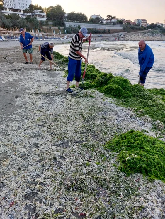 Tone de alge, culese zilnic de pe plajă. Foto: Apele Române Dobrogea - Litoral