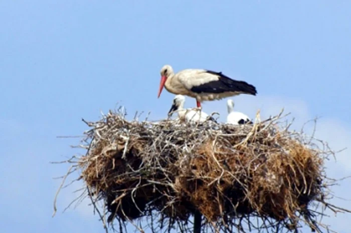 Anual, are loc recensământul berzelor în România FOTO: Arhivă