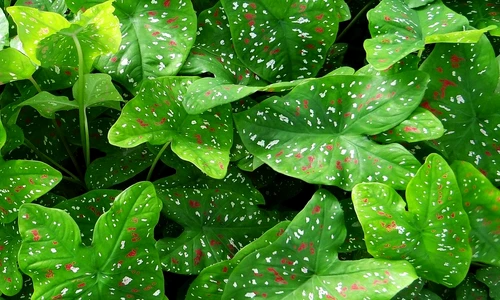 1 57155 original jpg jpeg