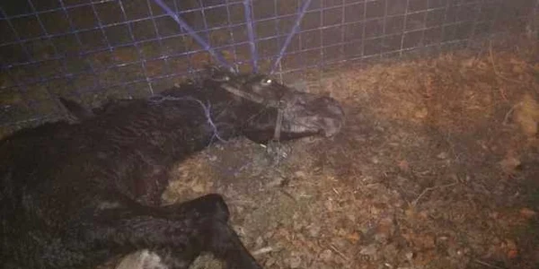 Cal bătut pe o strada din Constanta sursa Facebook Sergiu Robert
