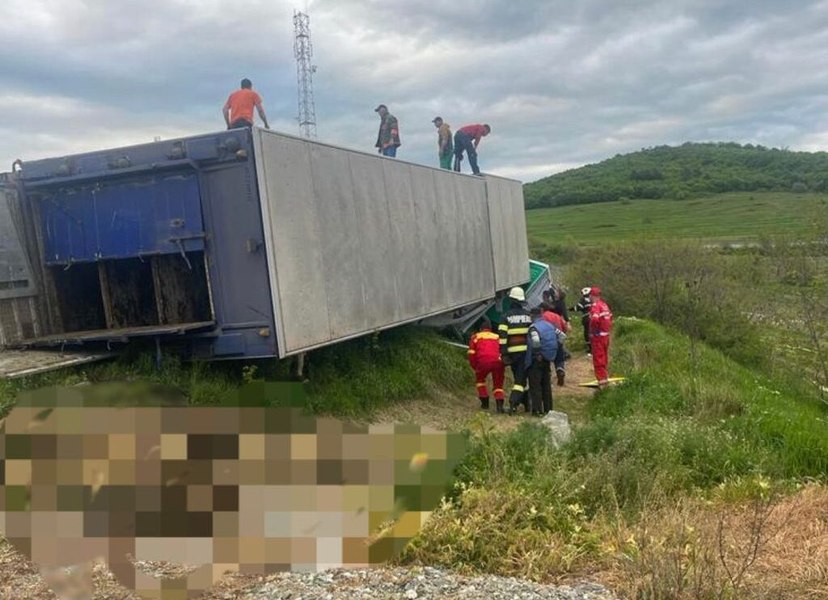  Zeci de animale au murit după ce un camion încărcat cu oi s-a răsturnat pe DN 15A