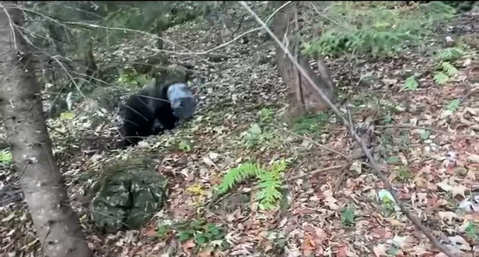 VIDEO Pui de urs salvat în Poiana Brașov, după ce a rămas blocat cu capul într-un rezervor metalic