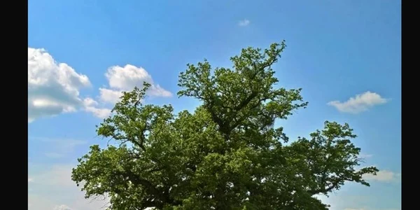 cel mai batran copac din romania FOTO CLICK