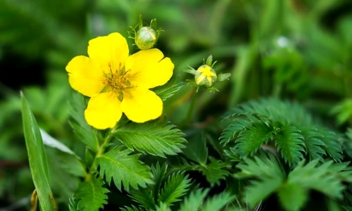 1 coada racului jpg jpeg