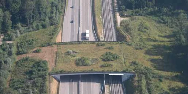 Autostrăzile pentru animale trebuie să fie gata anul viitor
