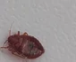 Gândaci în Secția Pediatrie a Spitalului Județean de Urgență Vâlcea Foto captură video jpg