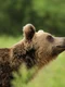 ursul brun sursă foto: Gettyimages