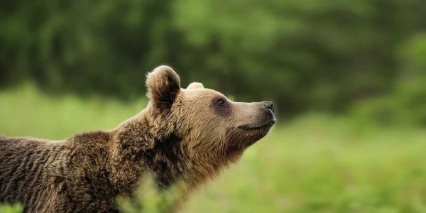 ursul brun sursă foto: Gettyimages