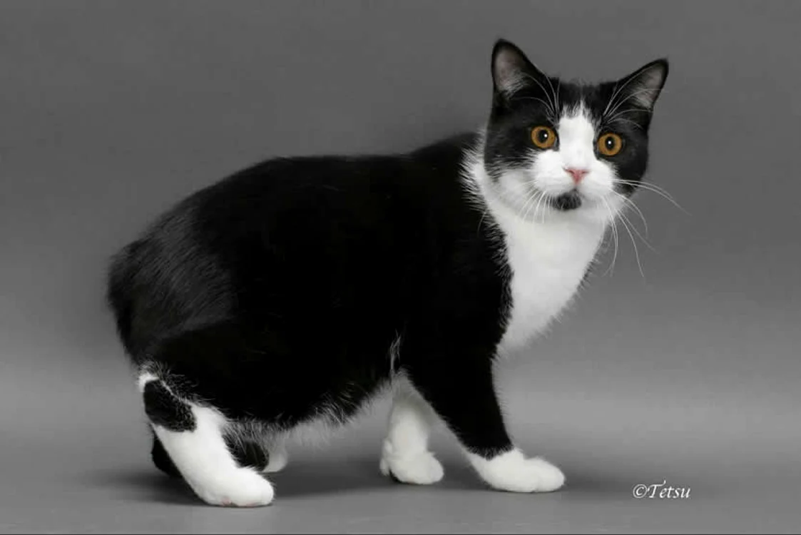 Pisica Manx, caracteristici ale mâţei fără coadăfoto: toateanimalele.ro