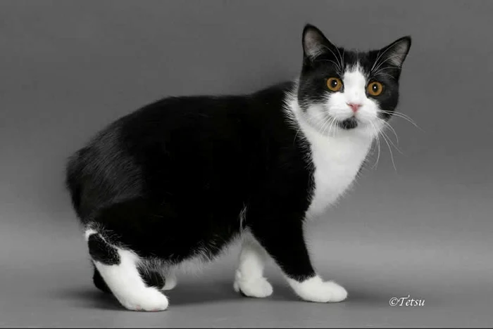 Pisica Manx, caracteristici ale mâţei fără coadăfoto: toateanimalele.ro