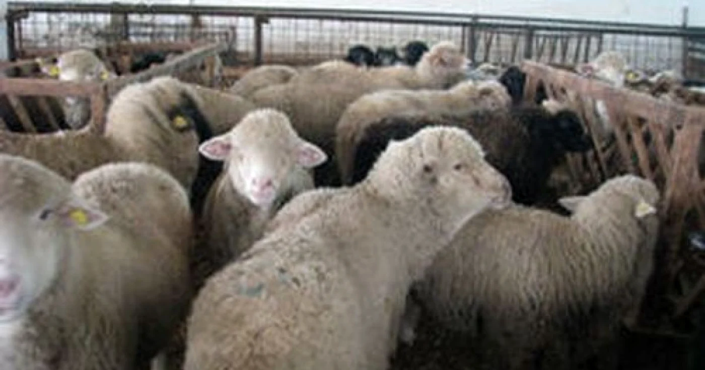 Arhivă