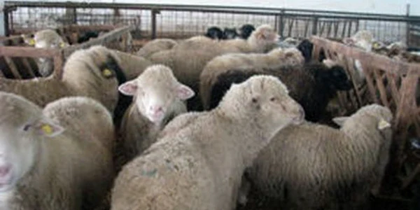 Arhivă