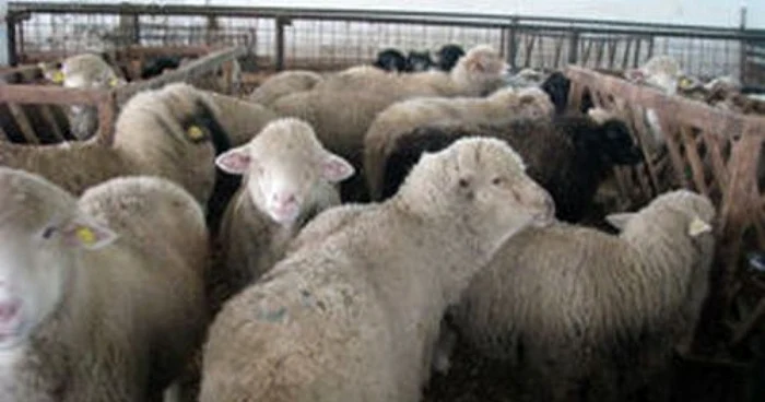 Arhivă